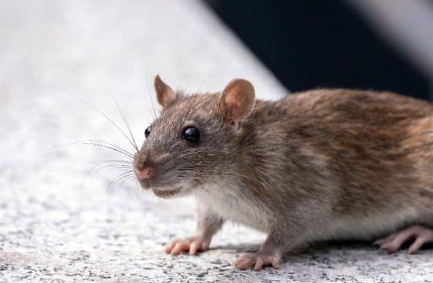 Office Pest Problem