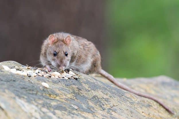 pest risk rat