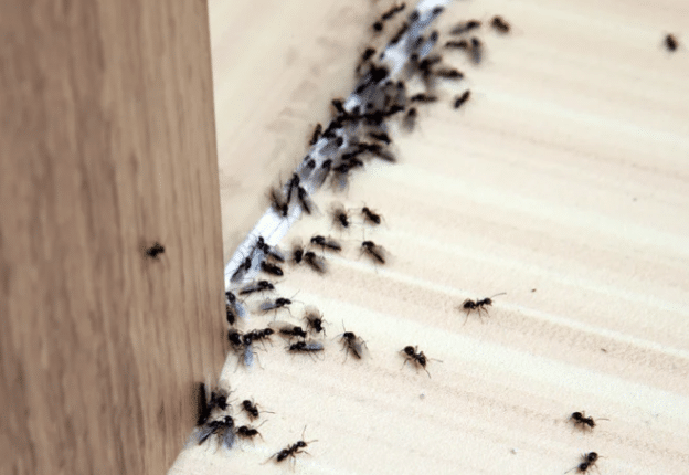 Office Pest Activity