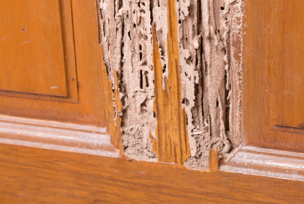 Office Termite